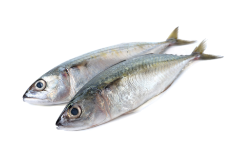 Mackerel-Fish