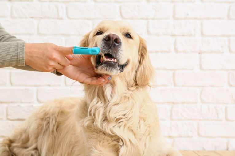 The-Best-5-Dog-Toothpaste-to-Clean-Your-Canine-s-Teeth