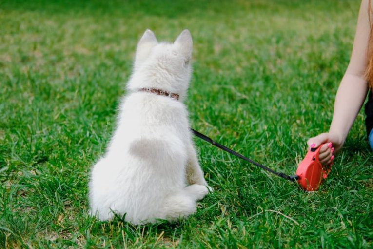 The-Dangers-of-Retractable-Dog-Leashes-RCO-Pet-Care