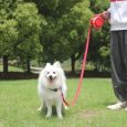 All-in-One Dog Leash