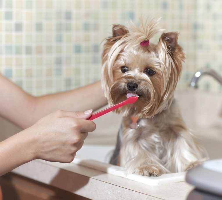 brushing-dogs-teeth-royalty-free-image-1587655779