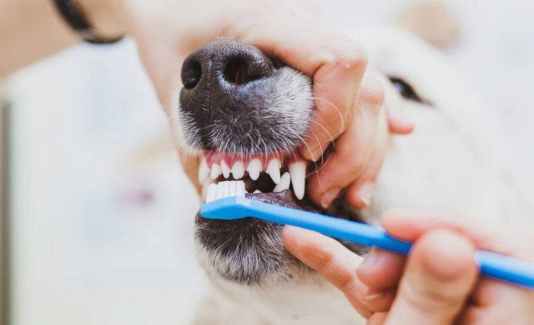 brushing_dog_teeth