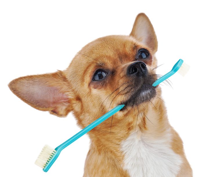 Red chihuahua dog with toothbrush isolated on white background.